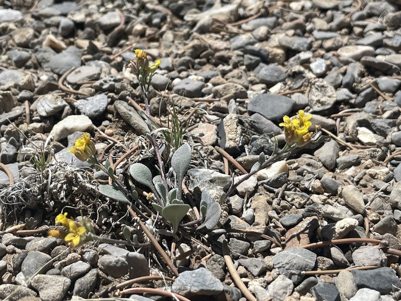 Ward's Bladderpod photo 4