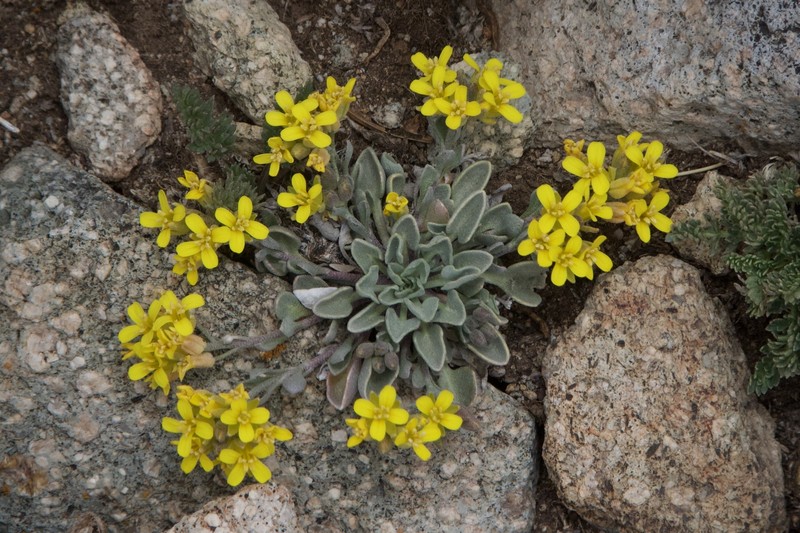 Ward's Bladderpod photo 5