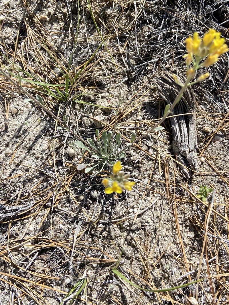 Ward's Bladderpod photo 6