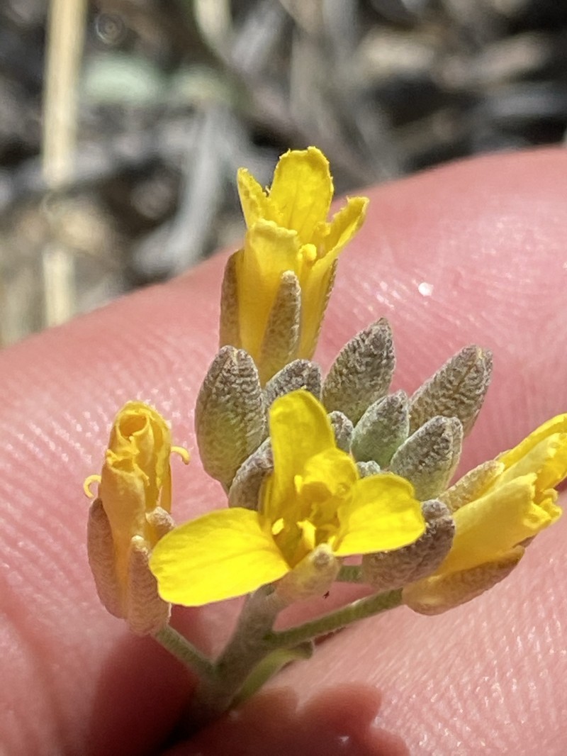 Ward's Bladderpod photo 7