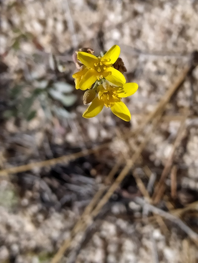 Ward's Bladderpod photo 8