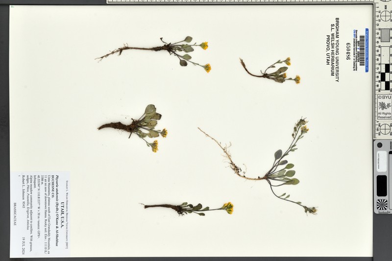 Utah Bladderpod