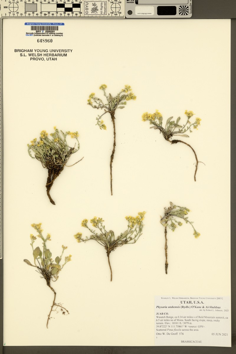 Utah Bladderpod photo 2