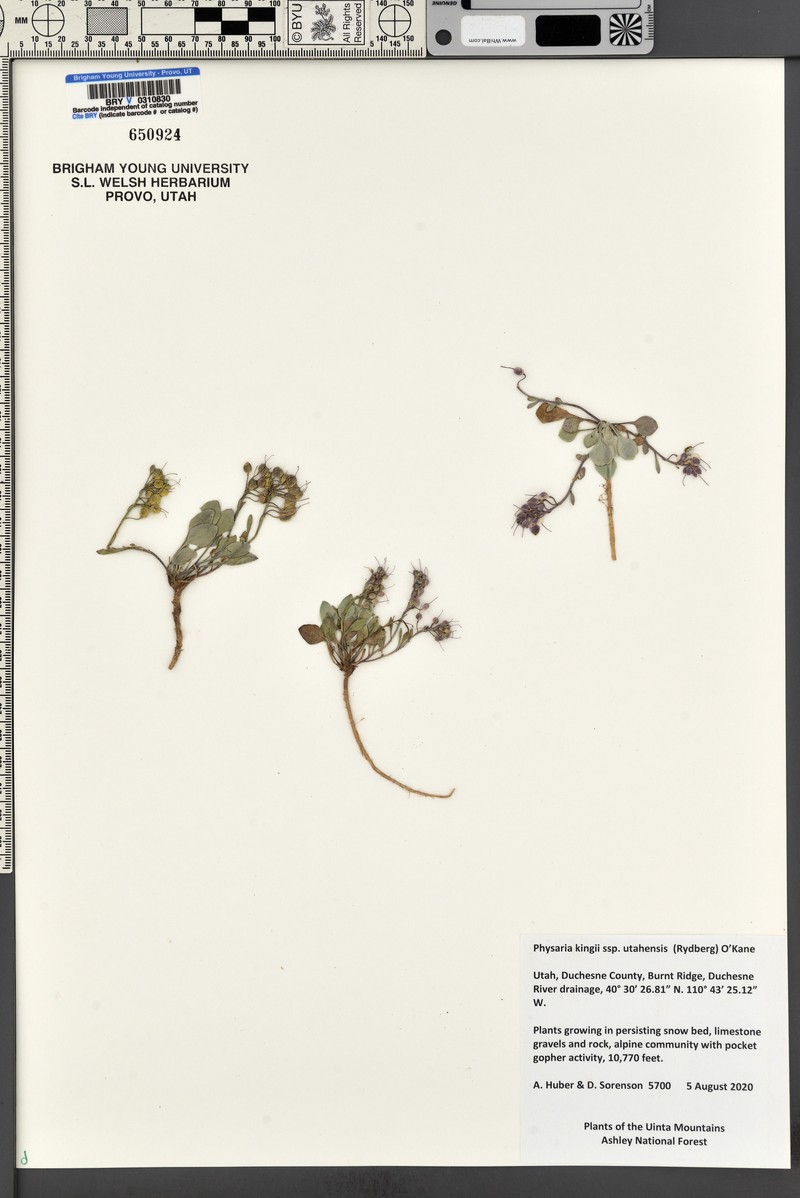 Utah Bladderpod photo 3