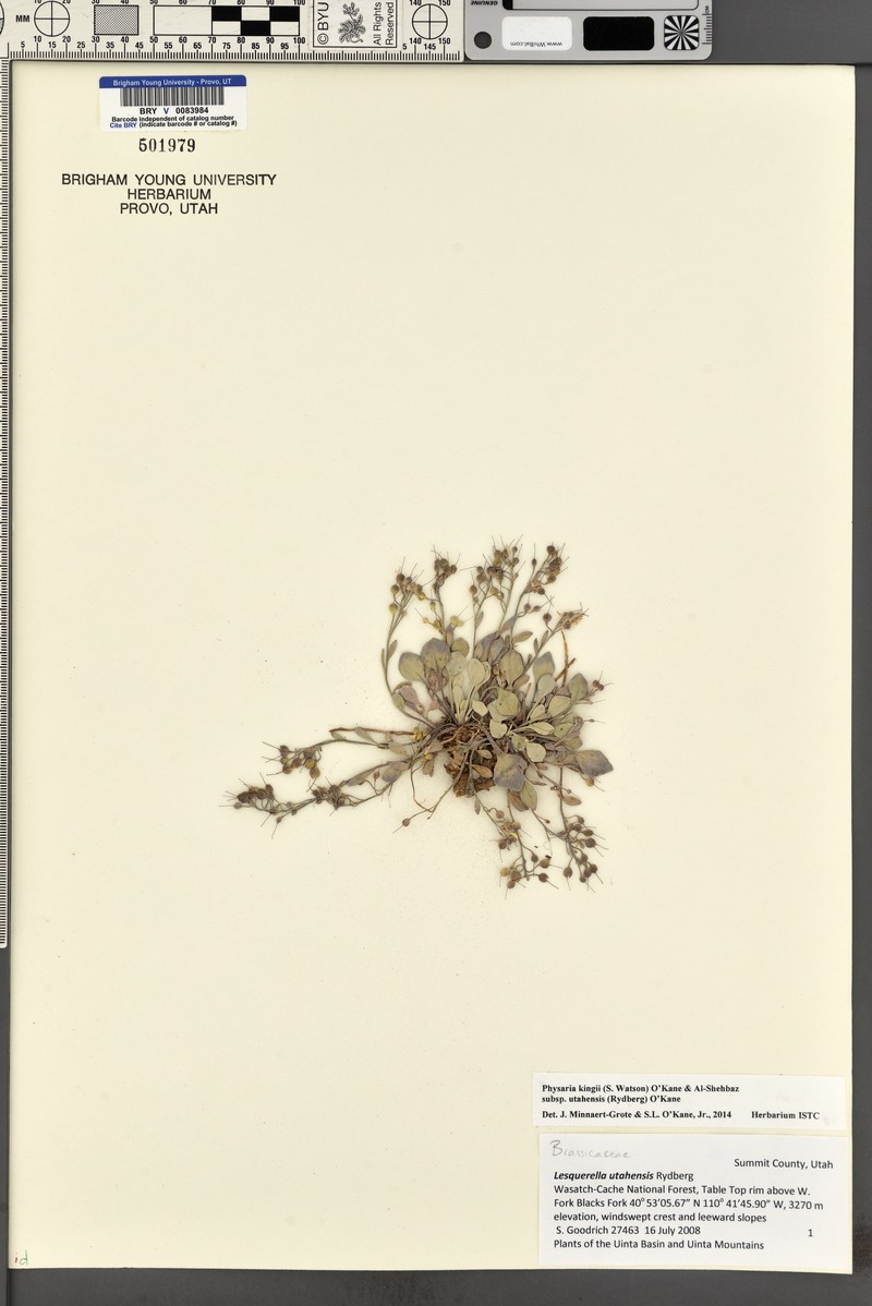 Utah Bladderpod photo 4