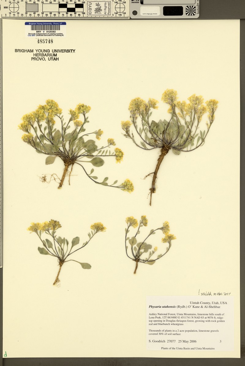 Utah Bladderpod photo 5