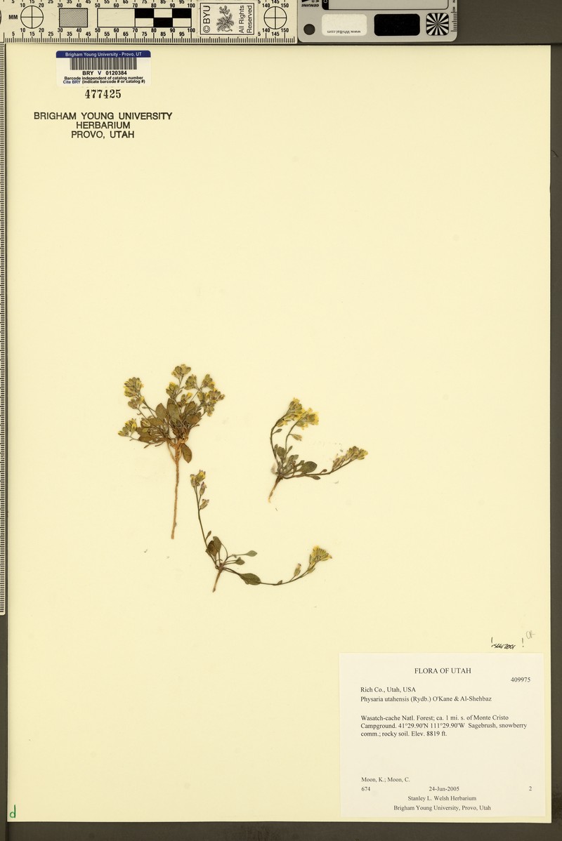 Utah Bladderpod photo 6