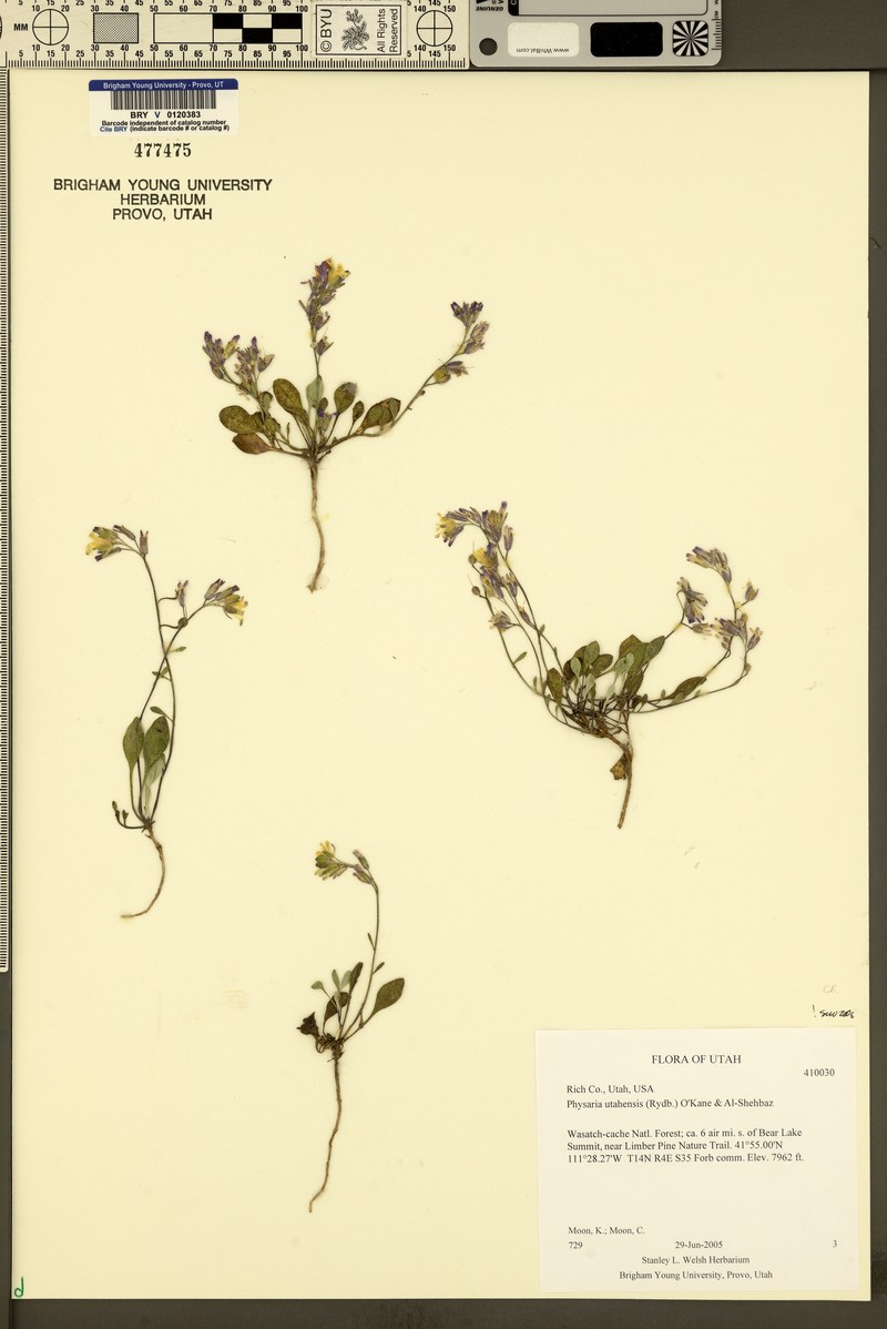 Utah Bladderpod photo 7