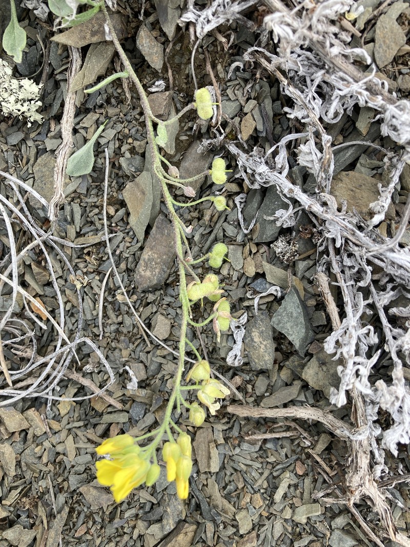 Rogers Pass Bladderpod photo 2