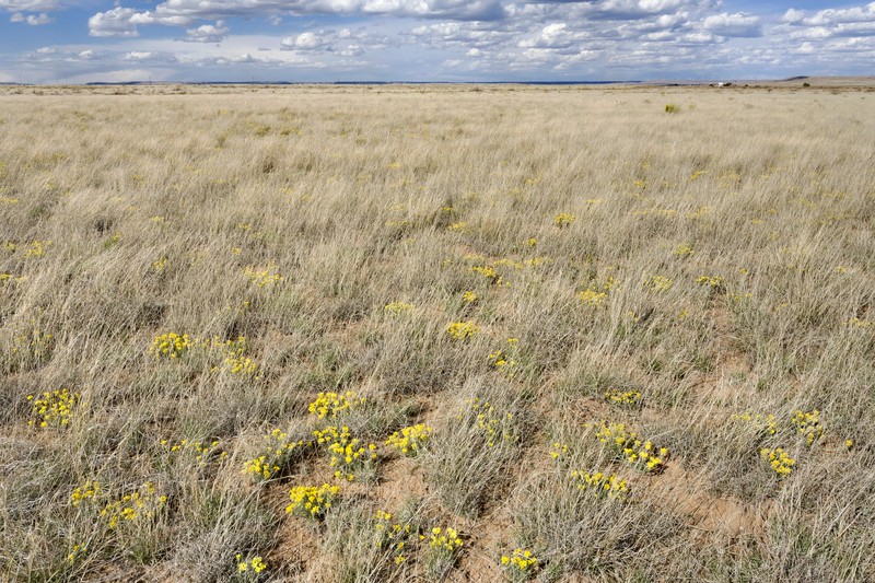 Lincoln County Bladderpod