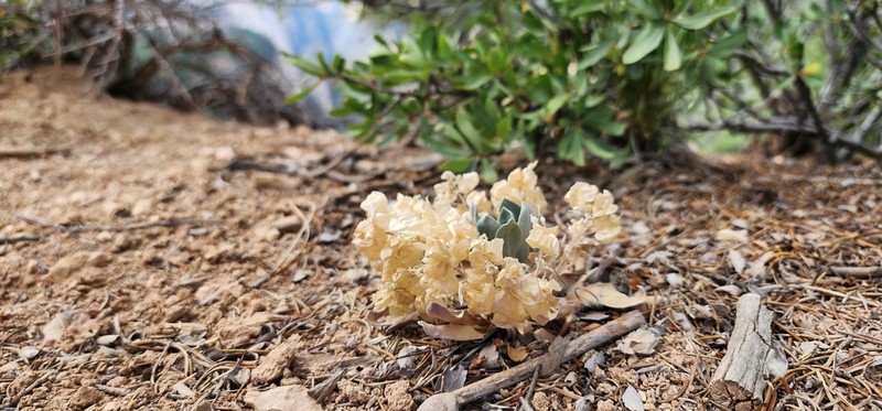 Kane County Twinpod photo 2