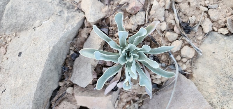 Kane County Twinpod photo 3