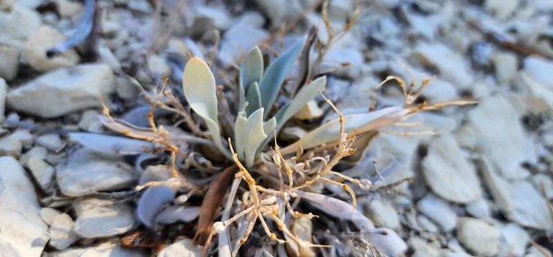 Kane County Twinpod photo 5
