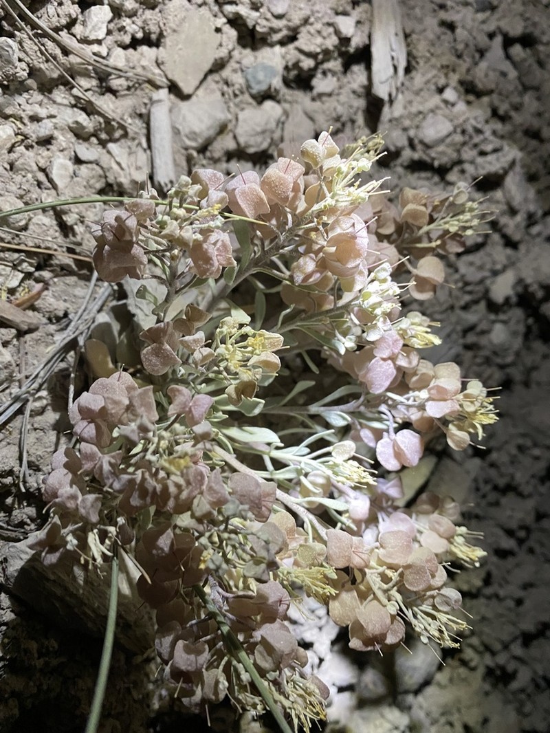 Kane County Twinpod photo 6