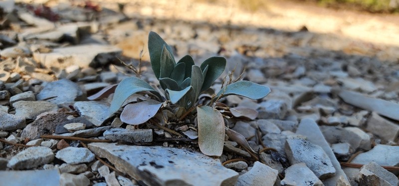 Kane County Twinpod photo 8