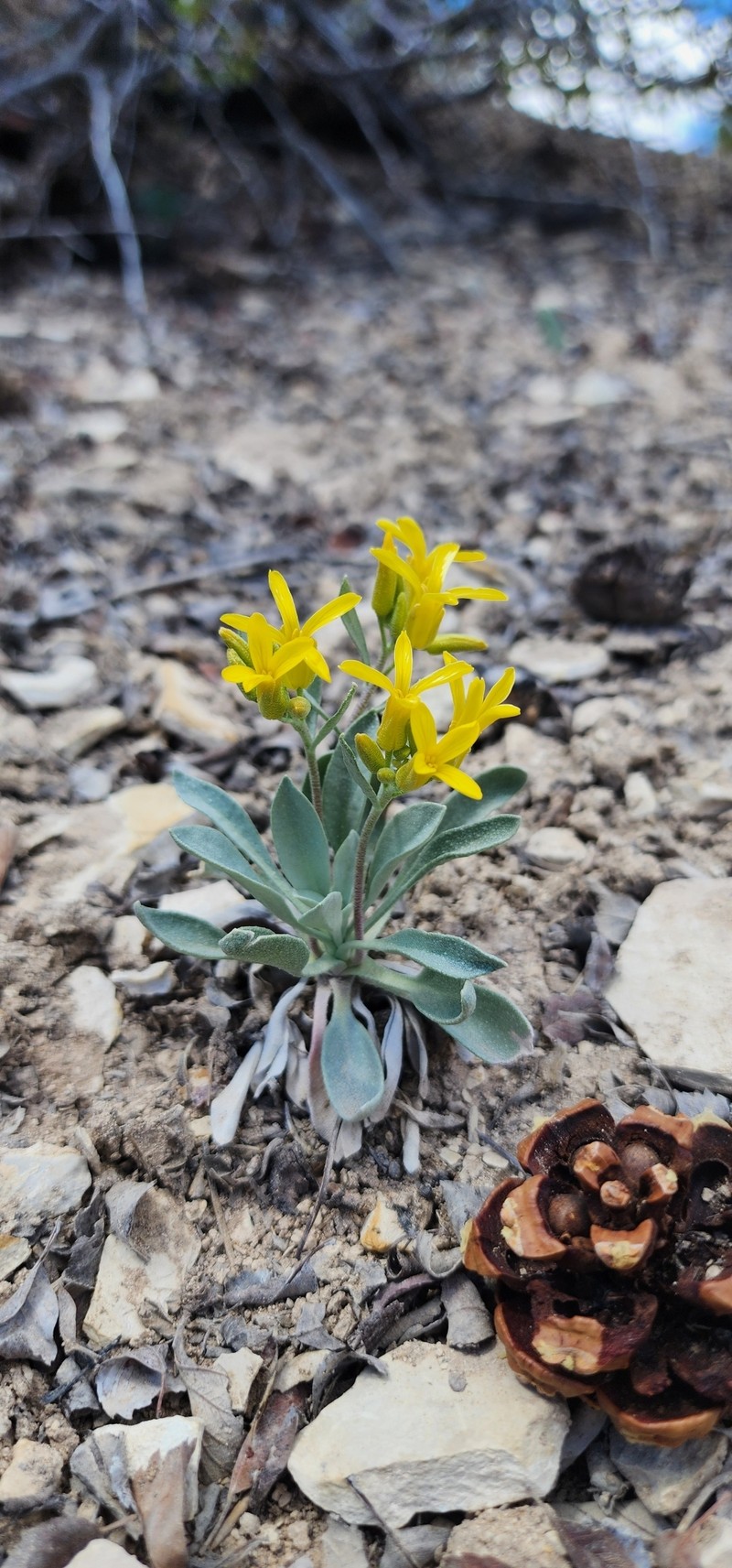 Physaria lepidota subsp. lepidota