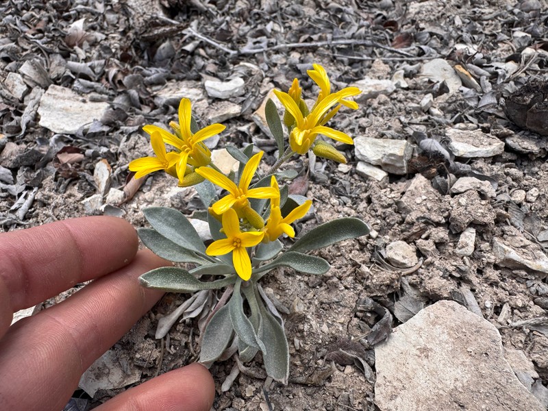 Physaria lepidota subsp. lepidota photo 2