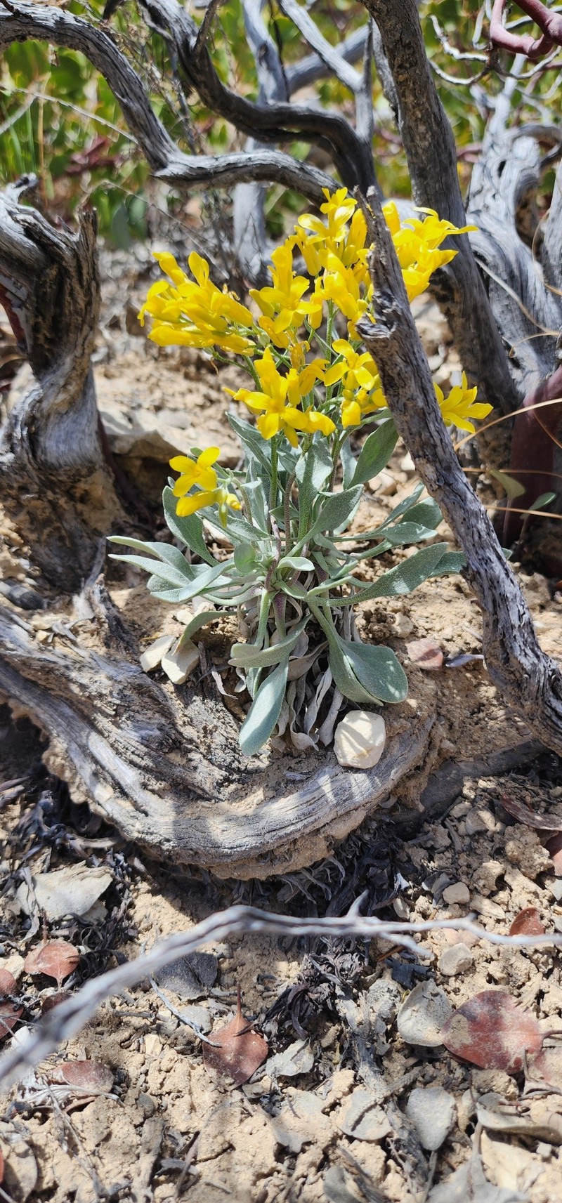 Physaria lepidota subsp. lepidota photo 3