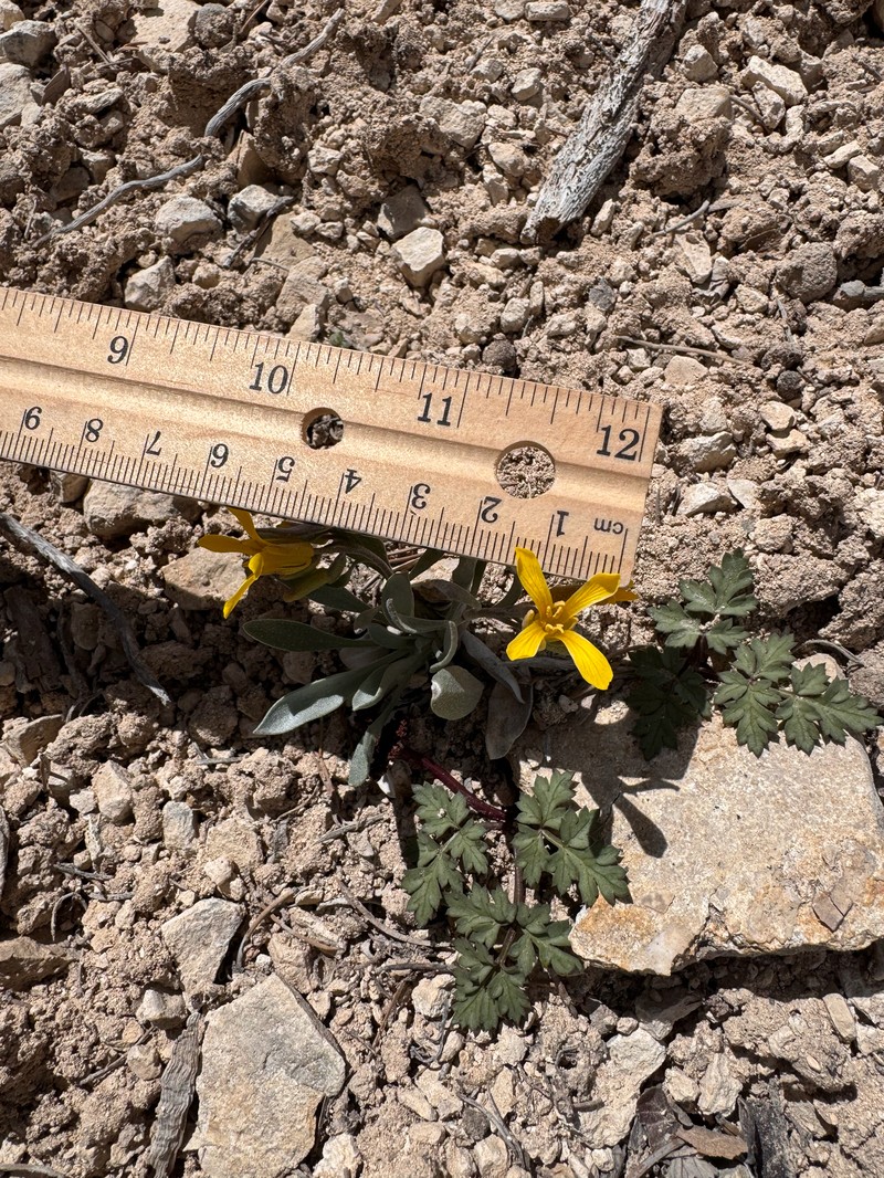 Physaria lepidota subsp. lepidota photo 4