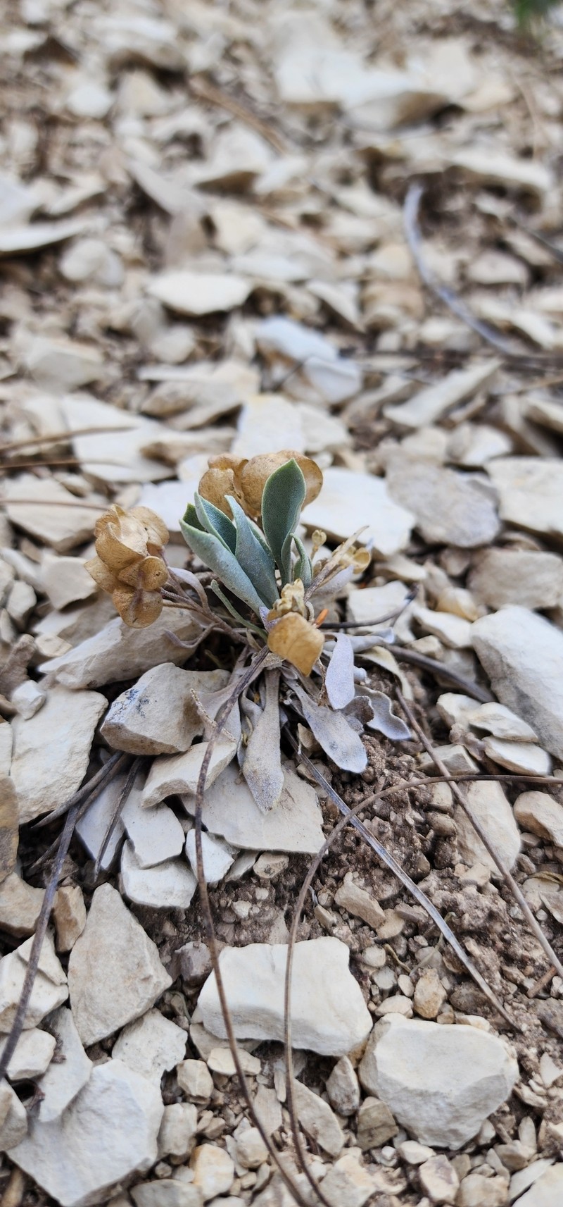 Physaria lepidota subsp. lepidota photo 5