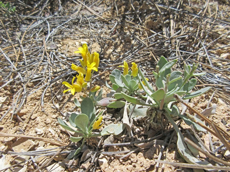 Physaria lepidota subsp. lepidota photo 7