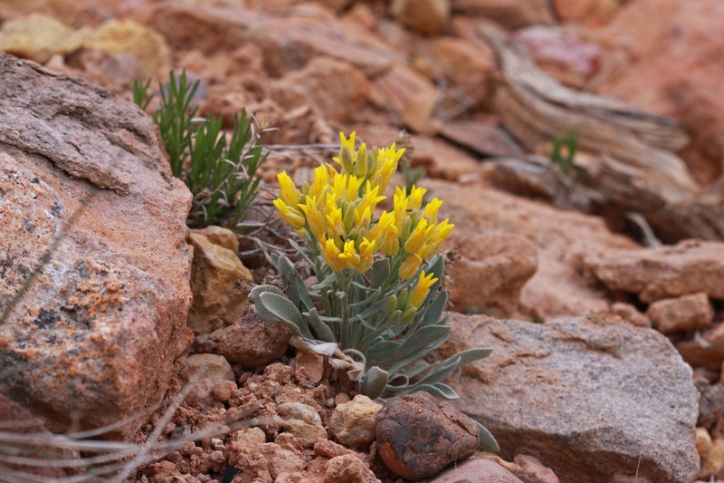 Physaria lepidota subsp. lepidota photo 8