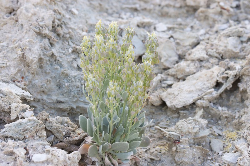Physaria lepidota subsp. membranacea