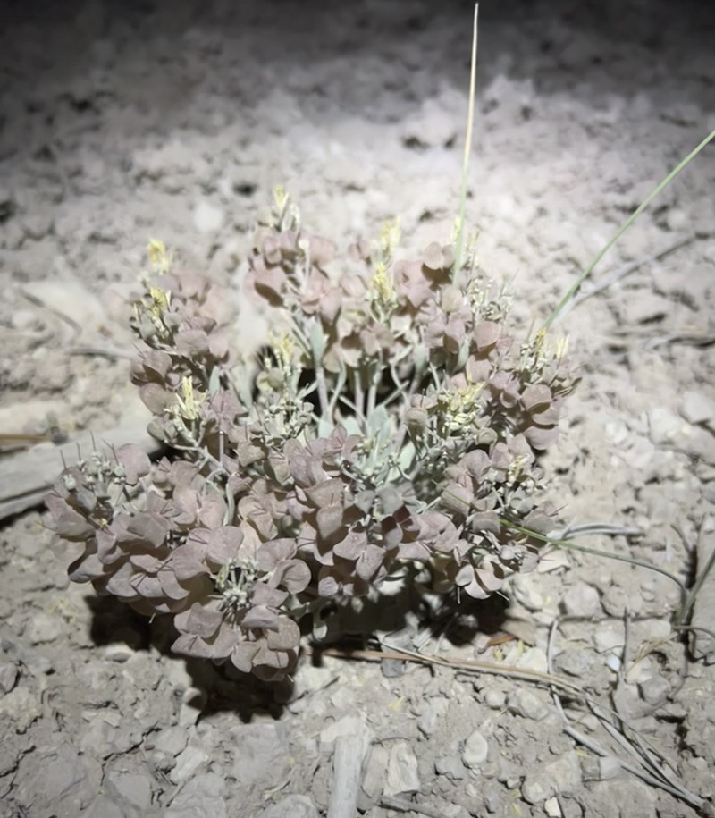 Physaria lepidota subsp. membranacea photo 3