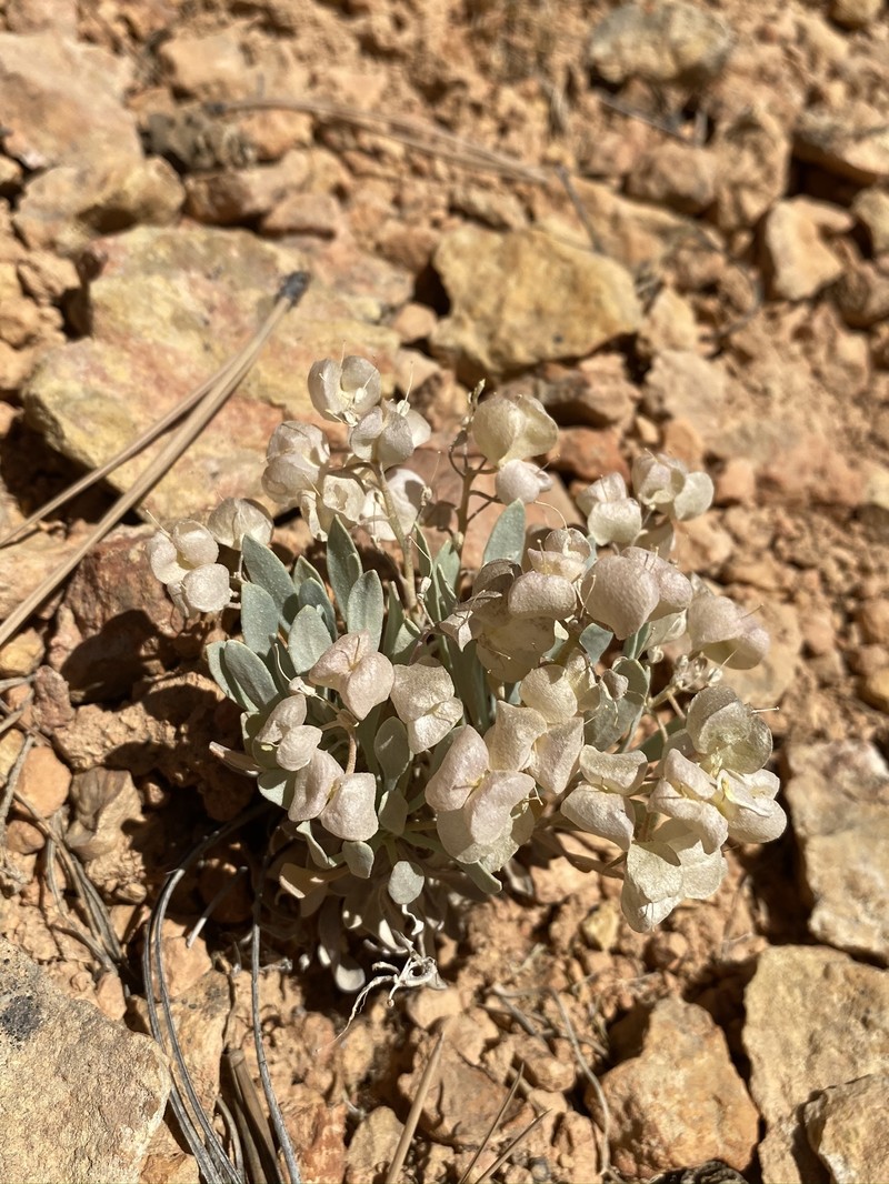Physaria lepidota subsp. membranacea photo 4
