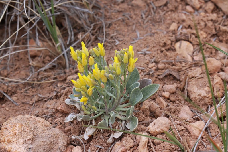 Physaria lepidota subsp. membranacea photo 5