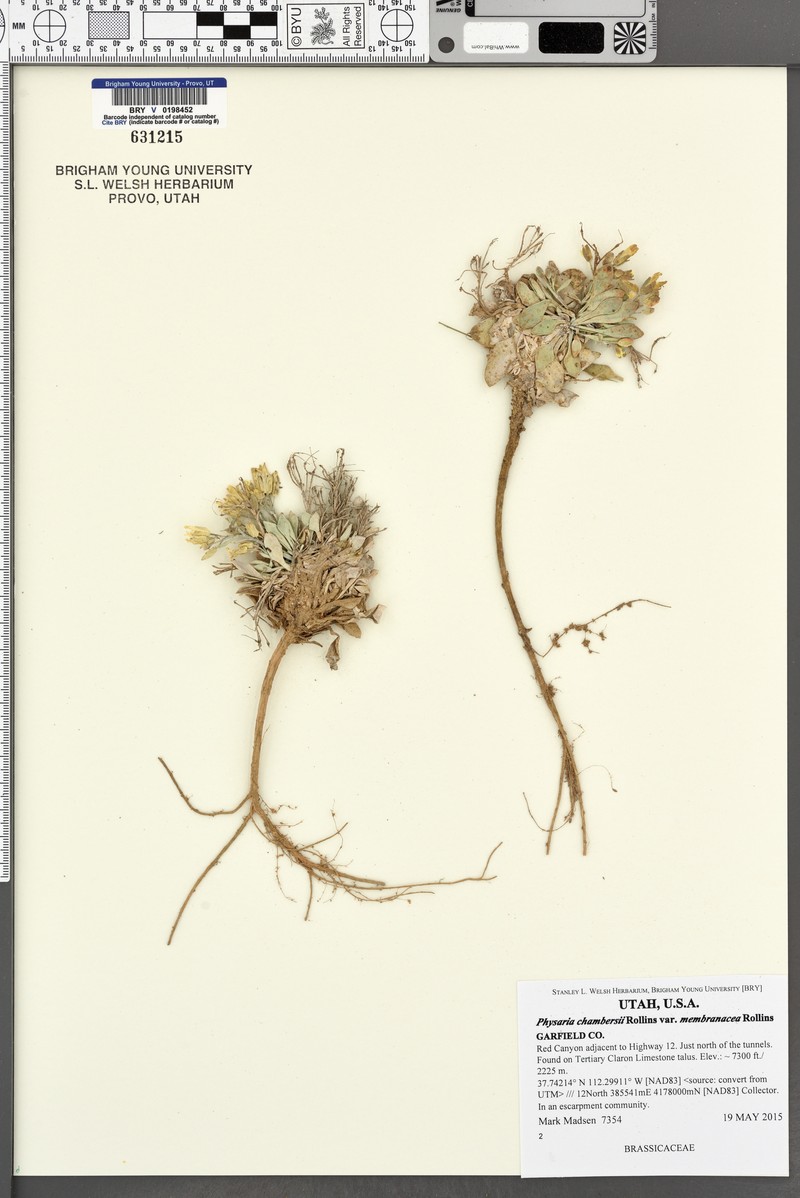 Physaria lepidota subsp. membranacea photo 6