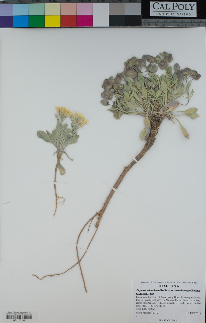 Physaria lepidota subsp. membranacea photo 7