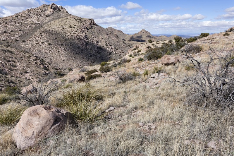 Lindheimer's Bladderpod