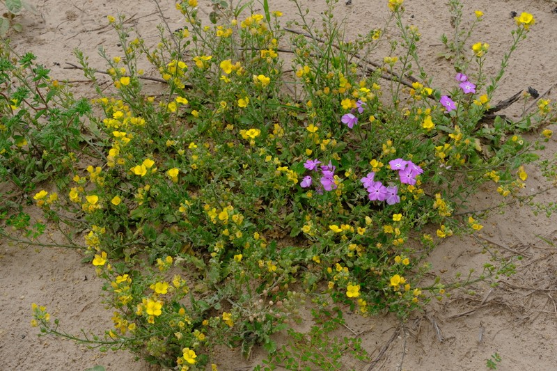 Lindheimer's Bladderpod photo 2