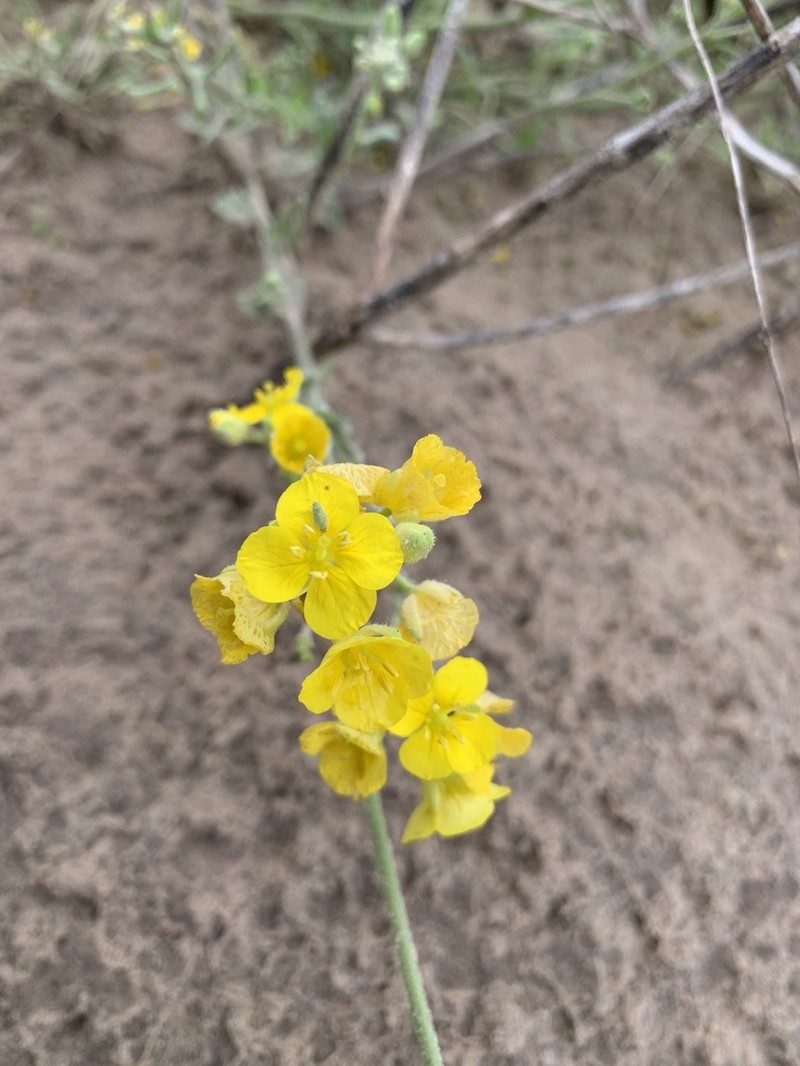 Lindheimer's Bladderpod photo 3