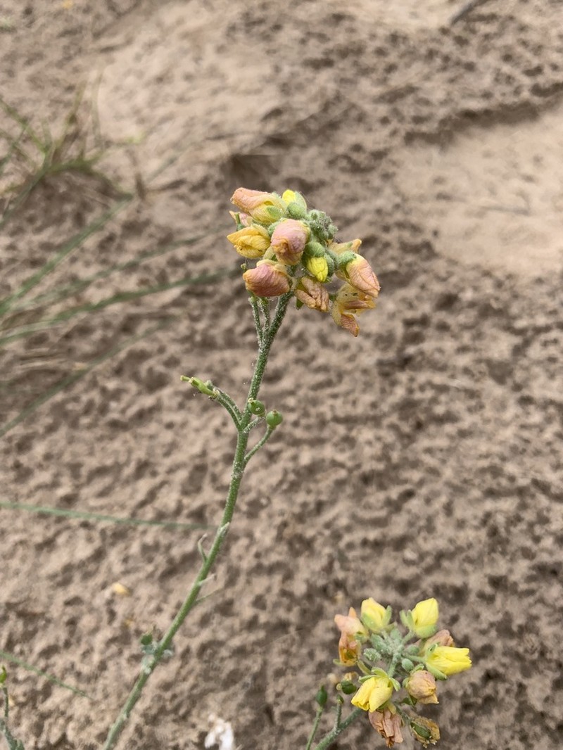Lindheimer's Bladderpod photo 4