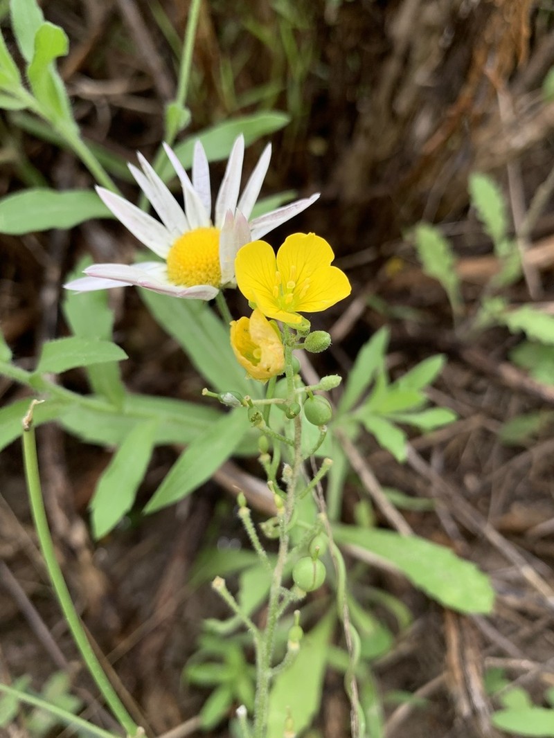 Lindheimer's Bladderpod photo 5