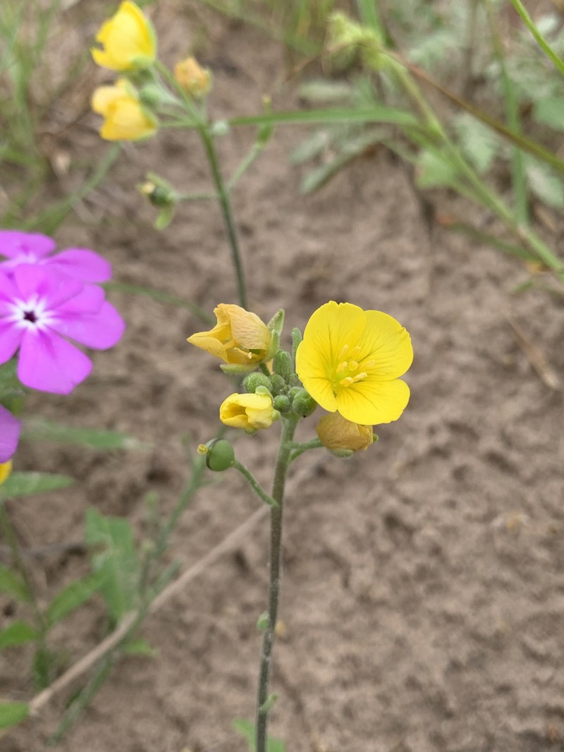 Lindheimer's Bladderpod photo 6