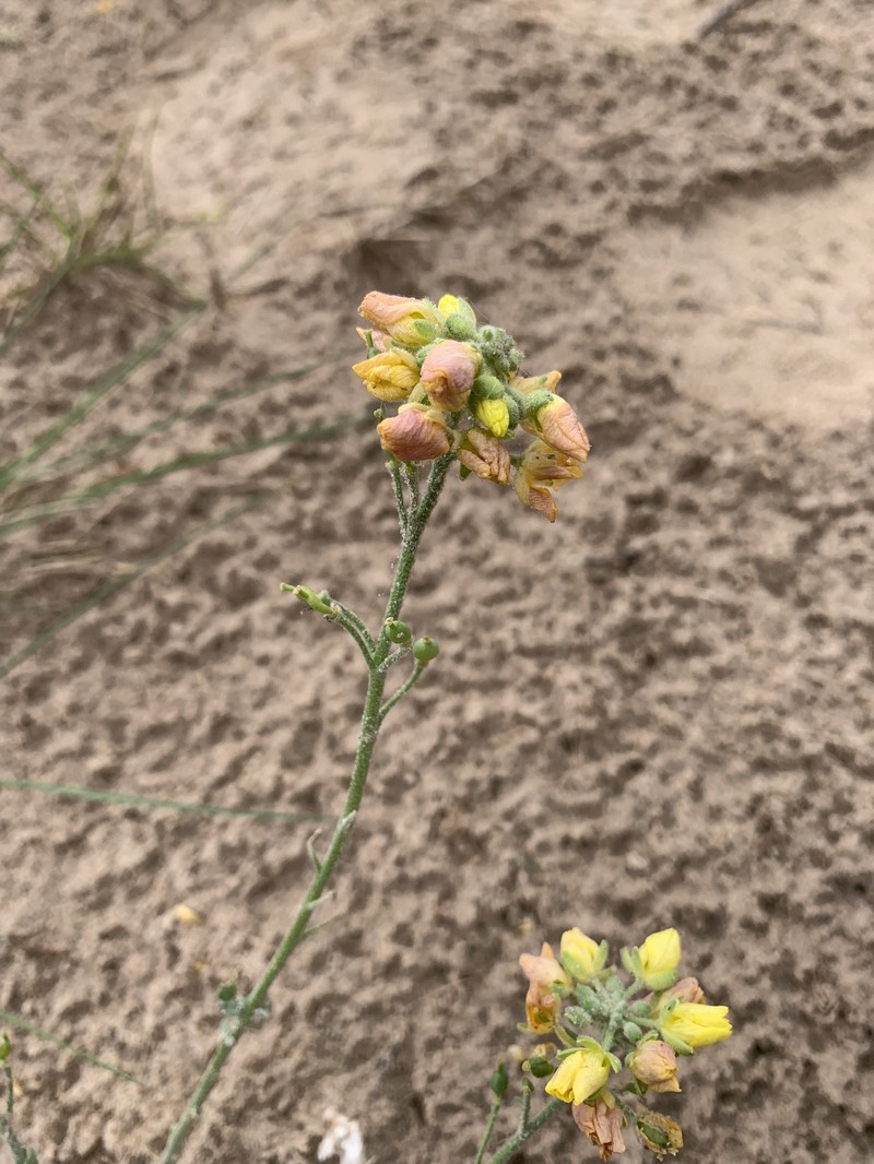 Lindheimer's Bladderpod photo 8
