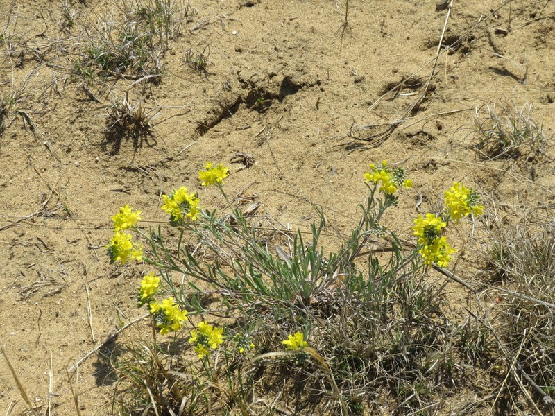 Foothill Bladderpod