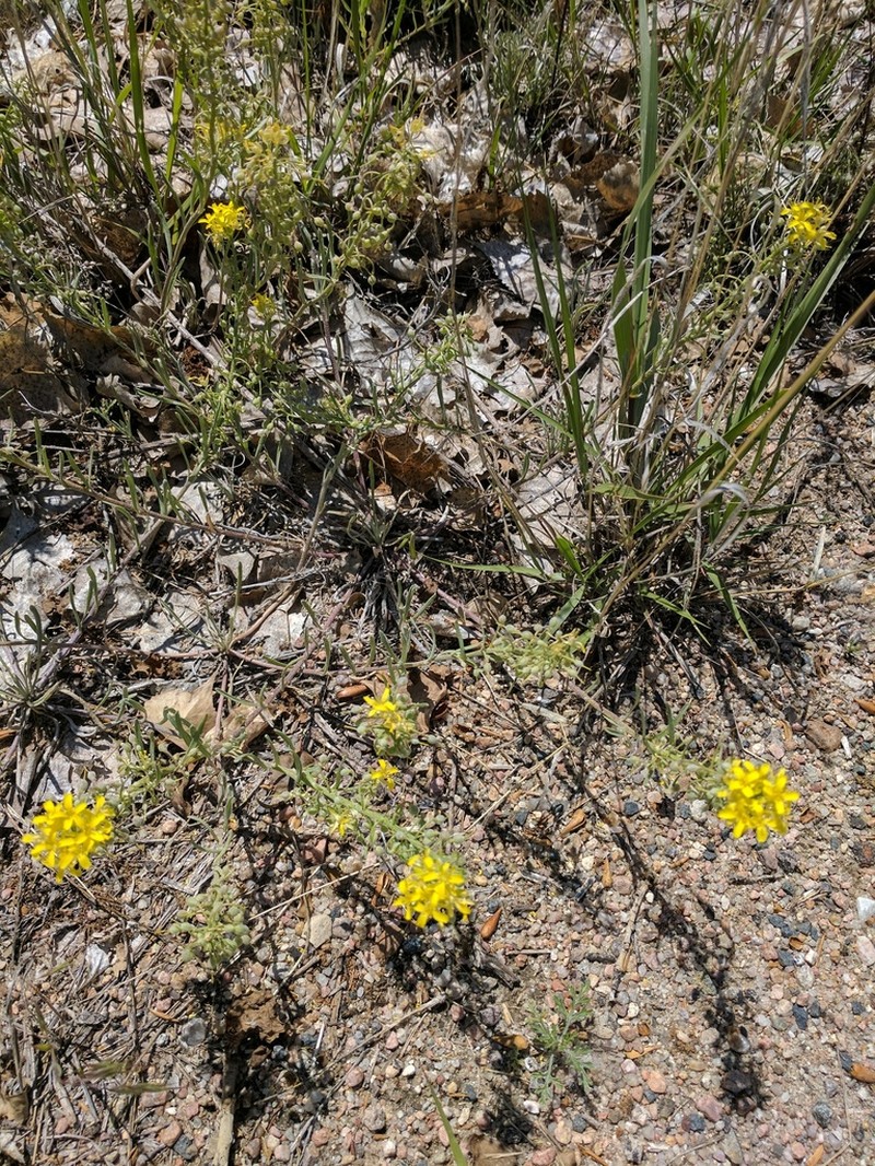Foothill Bladderpod photo 2