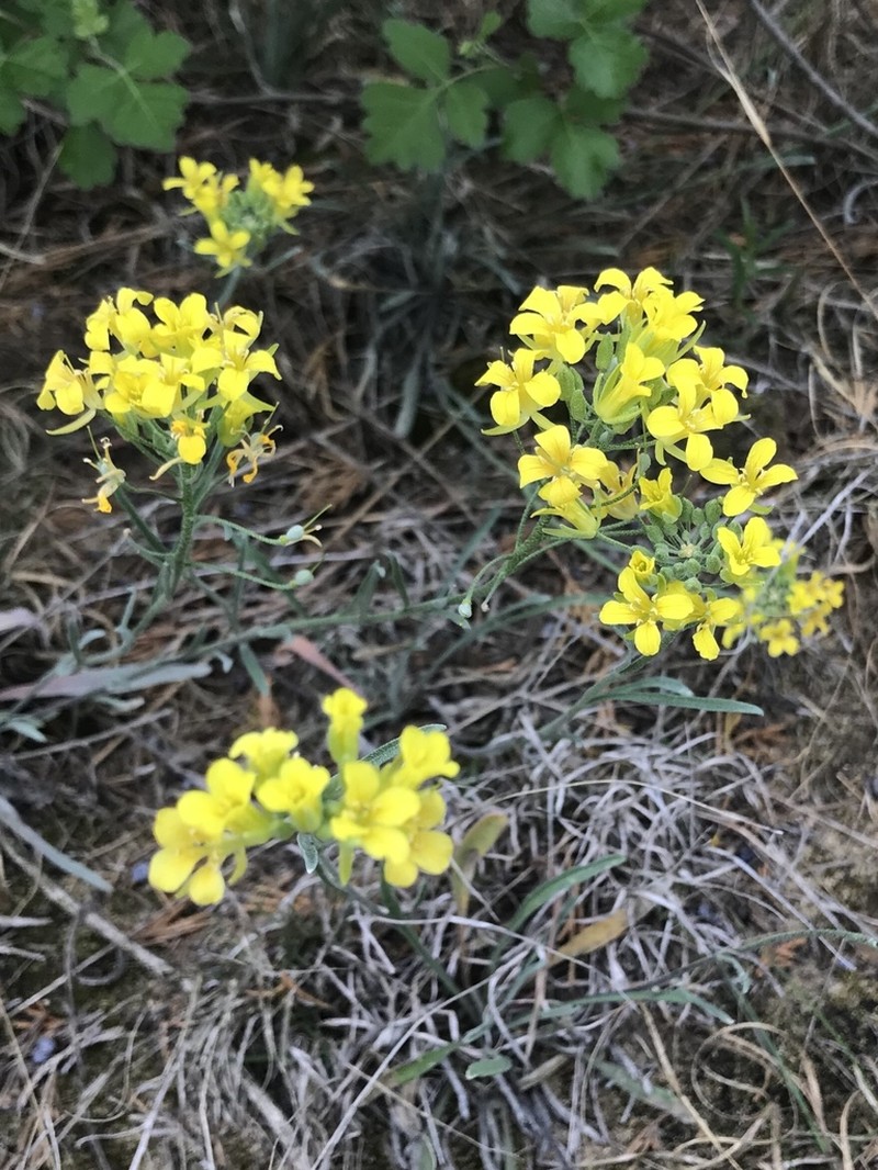 Foothill Bladderpod photo 3