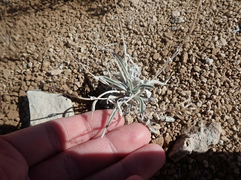 Foothill Bladderpod photo 4