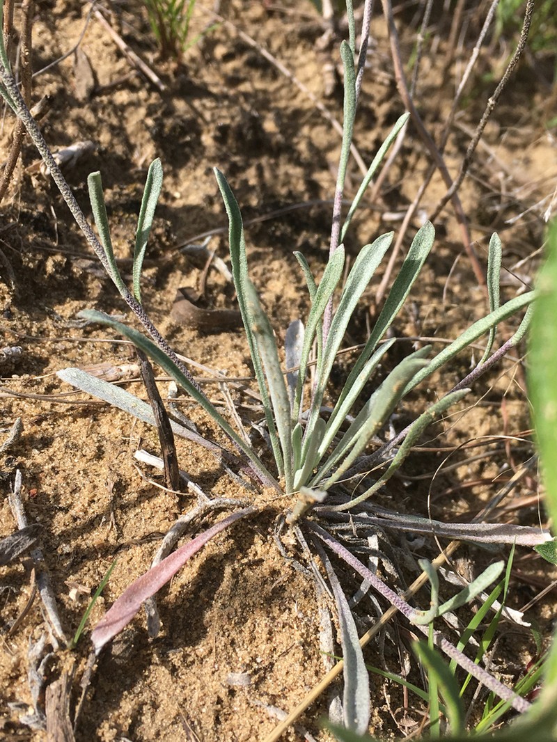 Foothill Bladderpod photo 5