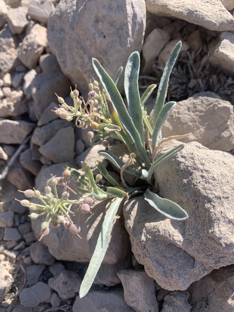 Foothill Bladderpod photo 6