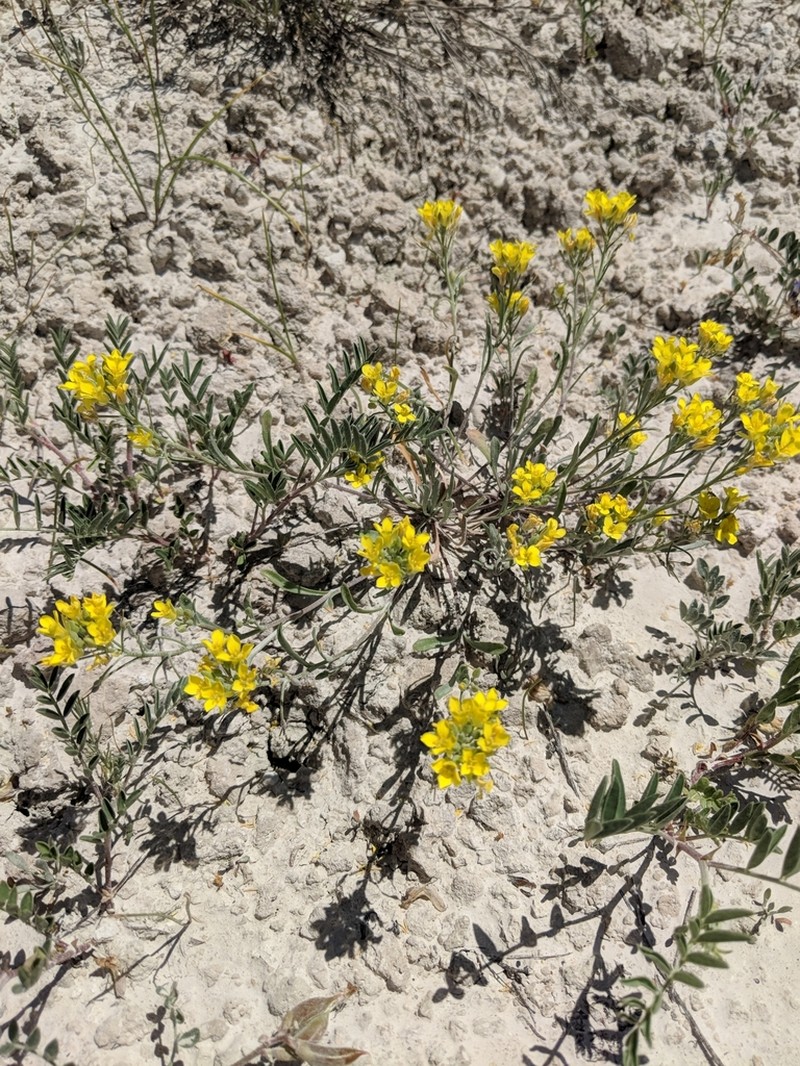 Foothill Bladderpod photo 7