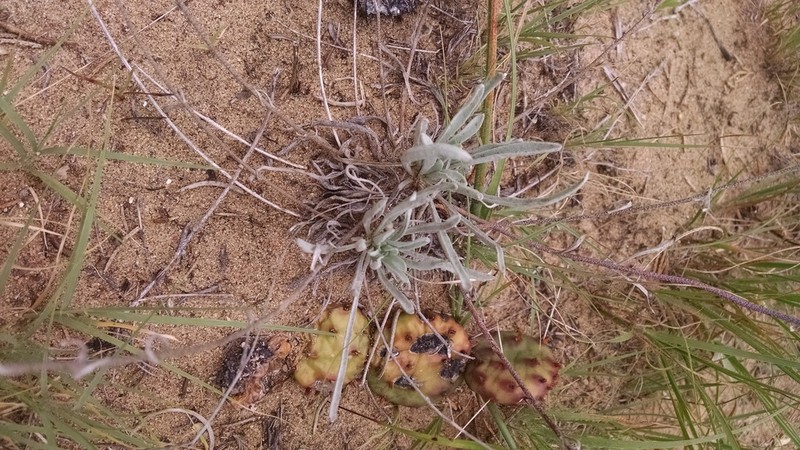 Foothill Bladderpod photo 8