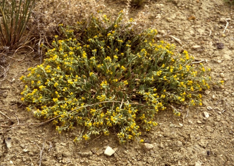 Largefruit Bladderpod