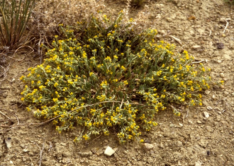 Largefruit Bladderpod photo 2