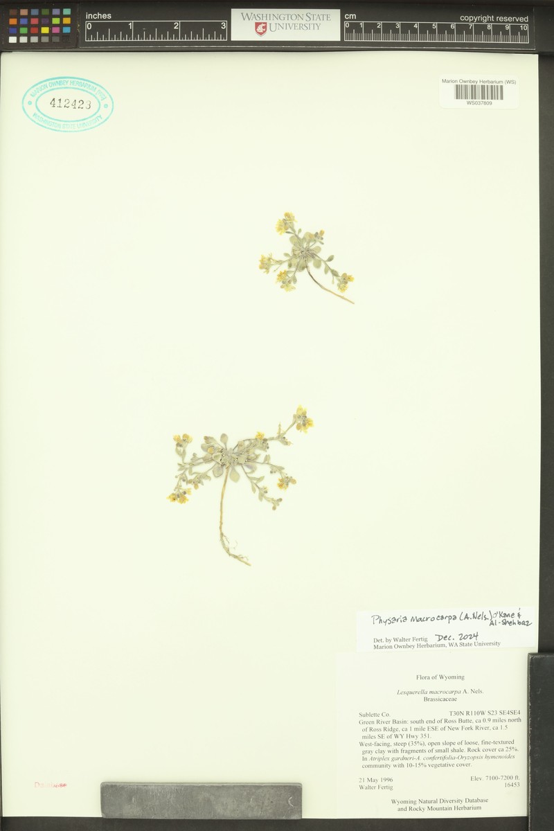 Largefruit Bladderpod photo 3